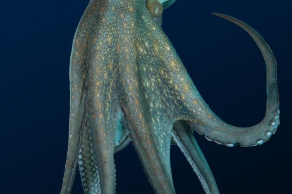 Kraken market
