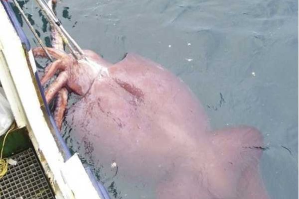 Kraken 22 аt