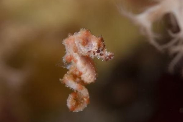 Kraken tor link